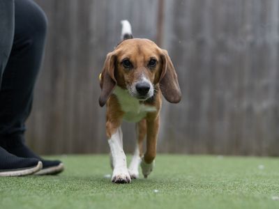 Earl | Beagle | Kenilworth (West Midlands) - 2