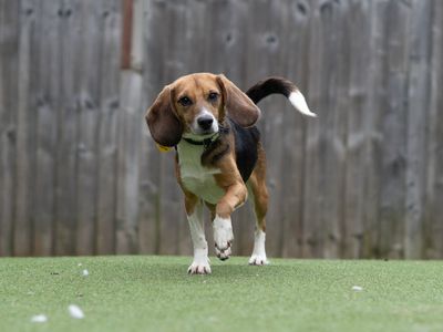 Earl | Beagle | Kenilworth (West Midlands) - 3