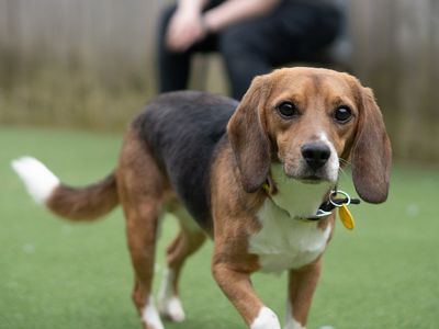 Flint | Beagle | Kenilworth (West Midlands) - 2