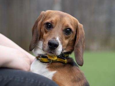 Flint | Beagle | Kenilworth (West Midlands) - 3