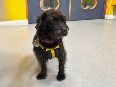 Trigger | Poodle (Miniature) Cross | Salisbury (Wiltshire) - 1