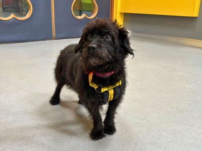 Trigger | Poodle (Miniature) Cross | Salisbury (Wiltshire) - 3