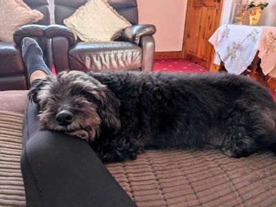 Dave | Poodle (Miniature) Cross | Salisbury (Wiltshire) - 5