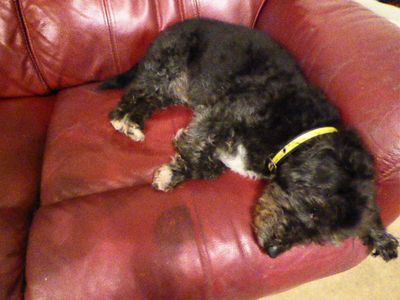 Dave | Poodle (Miniature) Cross | Salisbury (Wiltshire) - 3