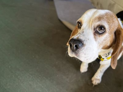 Enola | Beagle | Basildon (Essex) - 3