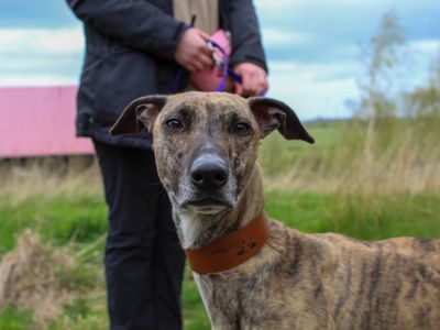 Bobbi | Lurcher | Darlington - 2