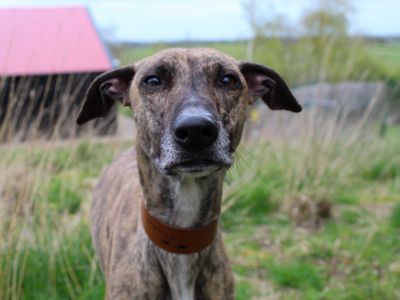 Bobbi | Lurcher | Darlington - 3