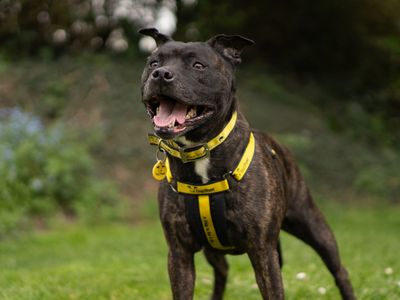 Saffy | Terrier (Staffordshire Bull) | Kenilworth (West Midlands) - 1