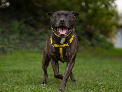 Saffy | Terrier (Staffordshire Bull) | Kenilworth (West Midlands) - 3