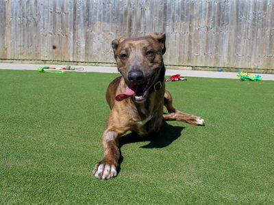 Roo, a 2 years old male Lurcher available for adoption from Dogs Trust in County Durham