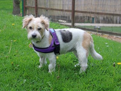 Maisie | Terrier (Jack Russell) Cross | Merseyside (Liverpool) - 3