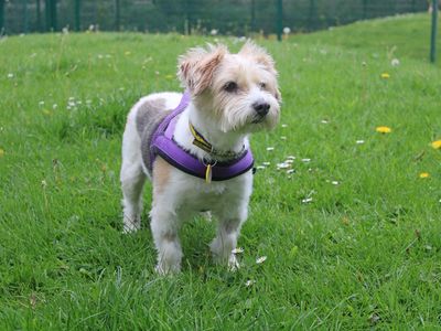 Maisie | Terrier (Jack Russell) Cross | Merseyside (Liverpool) - 2