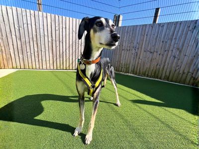 Millie | Lurcher | Salisbury (Wiltshire) - 5