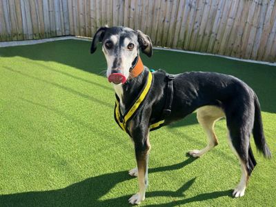 Millie | Lurcher | Salisbury (Wiltshire) - 3