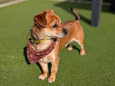 Lenny | Terrier (Jack Russell) Cross | Cardiff - 1
