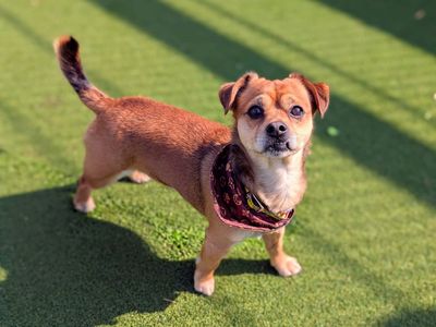 Lenny | Terrier (Jack Russell) Cross | Cardiff - 3