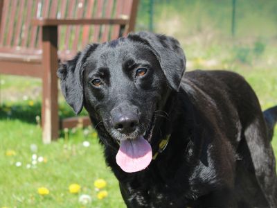 Luna | Retriever (Labrador) Cross | Merseyside (Liverpool) - 2