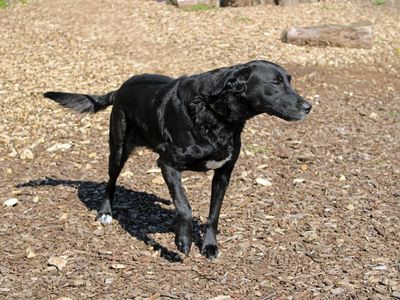 Luna | Retriever (Labrador) Cross | Merseyside (Liverpool) - 3