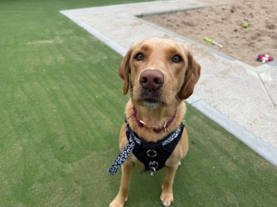 Millie | Retriever (Labrador) | Cardiff - 1