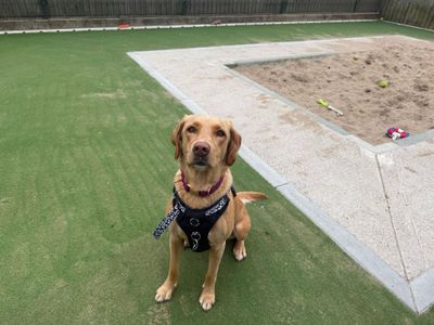 Millie | Retriever (Labrador) | Cardiff - 3