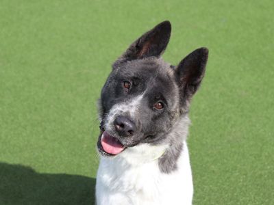 Luna | American Akita | Glasgow - 2