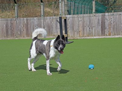 Luna | American Akita | Glasgow - 3