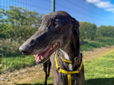 Liquorice — Greyhound