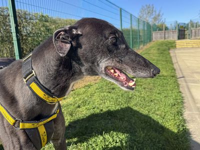 Liquorice | Greyhound | Basildon (Essex) - 5