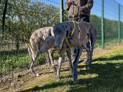 Liquorice | Greyhound | Basildon (Essex) - 3