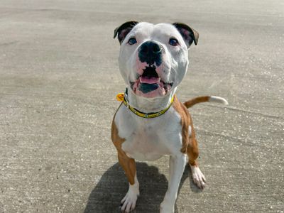 Leon | Terrier (Staffordshire Bull) | Basildon (Essex) - 3