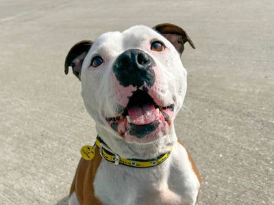 Leon — Terrier (Staffordshire Bull)