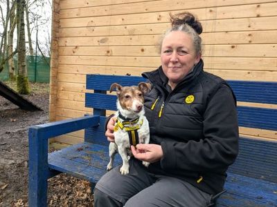 Lotus | Terrier (Jack Russell) | West Calder (Edinburgh) - 5