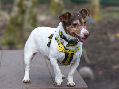 Lotus | Terrier (Jack Russell) | West Calder (Edinburgh) - 3