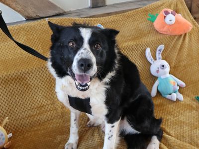 Hamlin | Collie (Border) | Harefield West London - 2