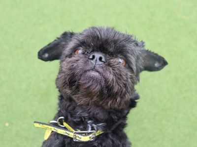 Lemur | Shih Tzu | Glasgow - 2