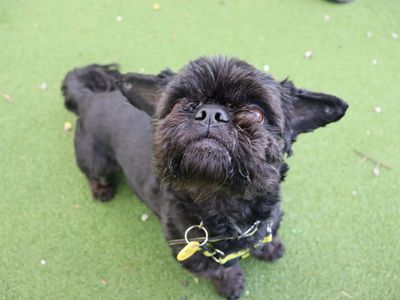 Lemur | Shih Tzu | Glasgow - 3