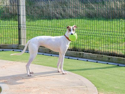 Kim | Lurcher | Evesham (Worcestershire) - 5