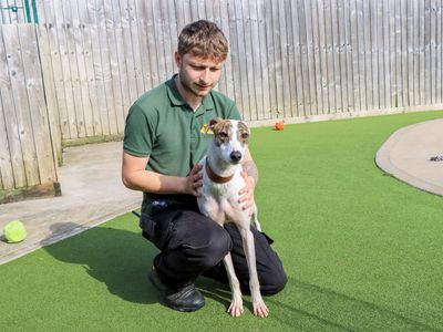 Kim | Lurcher | Evesham (Worcestershire) - 3