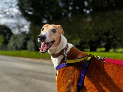 Wexler | Greyhound | Snetterton (Norfolk) - 5