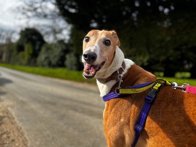 Wexler | Greyhound | Snetterton (Norfolk) - 3