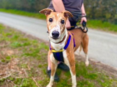 Wexler — Greyhound