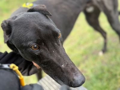 Nacho | Greyhound | Shrewsbury (Shropshire) - 1