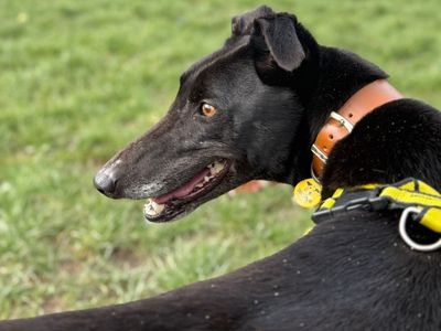 Nacho | Greyhound | Shrewsbury (Shropshire) - 3