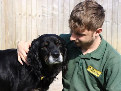 Lopez | Spaniel (Cocker) Cross | Evesham (Worcestershire) - 2