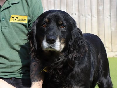 Lopez | Spaniel (Cocker) Cross | Evesham (Worcestershire) - 3