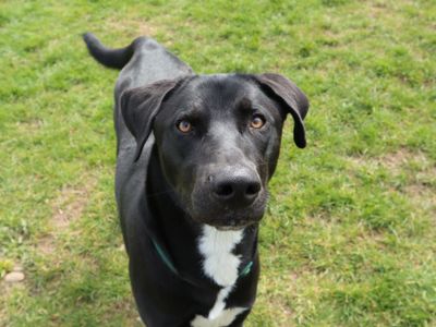 Jessy | Retriever (Labrador) Cross | Harefield West London - 3