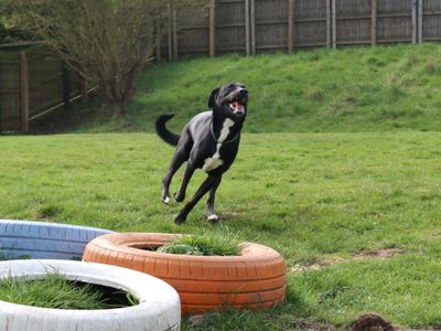 Jessy | Retriever (Labrador) Cross | Harefield West London - 1
