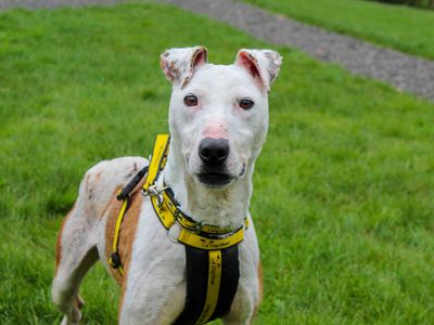 Patches | Terrier (Staffordshire Bull) Cross | Darlington - 3