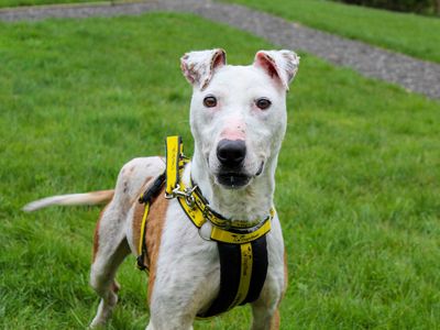 Patches | Terrier (Staffordshire Bull) Cross | Darlington - 2