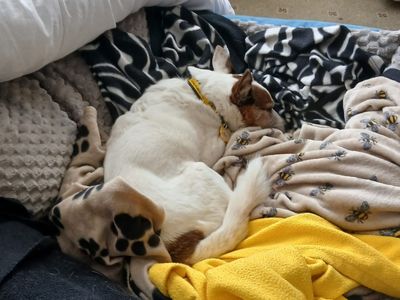 Ben | Pomeranian Cross | West Calder (Edinburgh) - 3